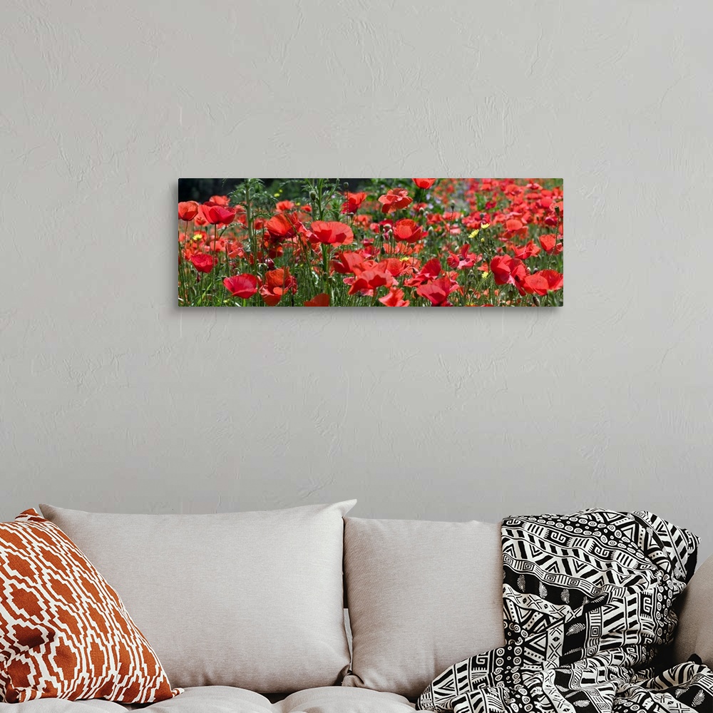 A bohemian room featuring Closeup panoramic photograph of a poppy field in Europe with other assorted grasses and growth.
