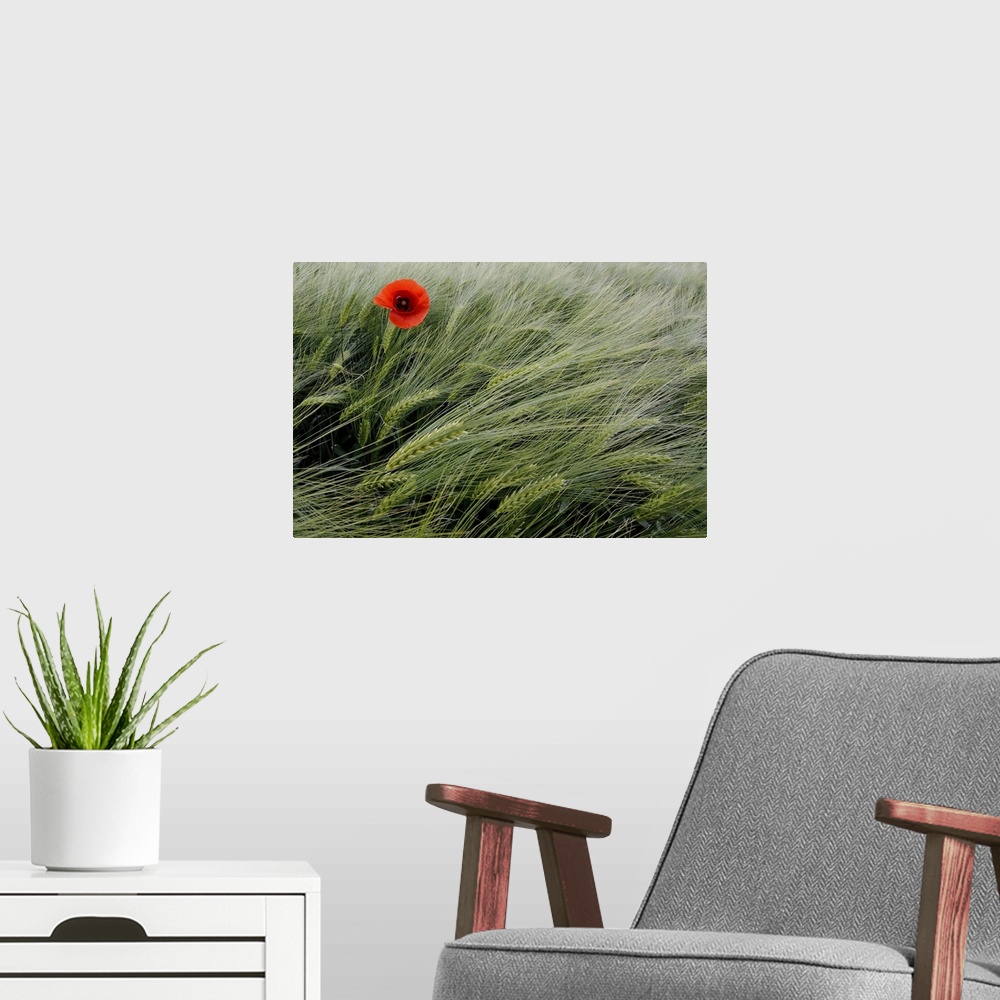 A modern room featuring This is a landscape photograph of grain blowing gently in the wind with a single flower growing u...
