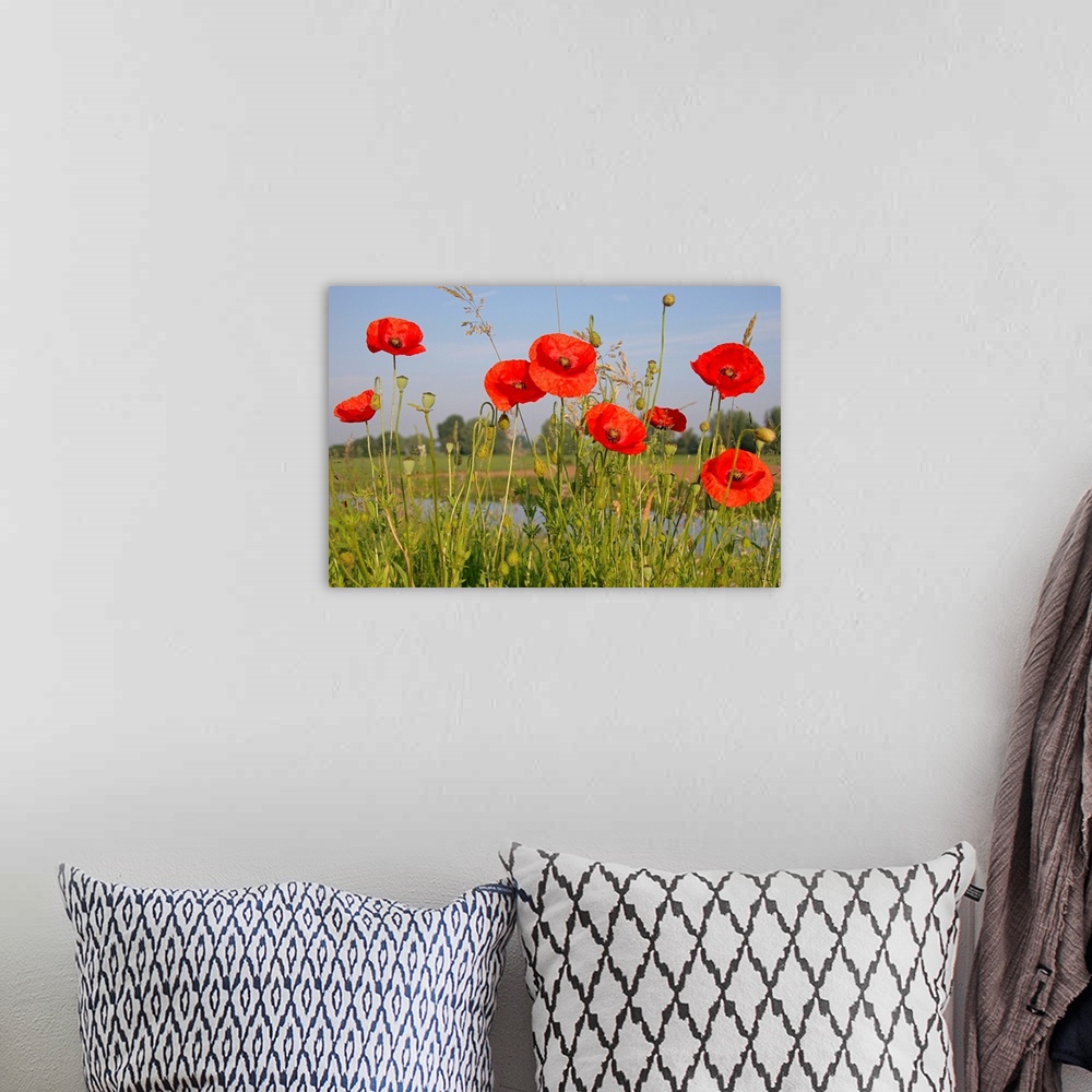A bohemian room featuring Red Poppy (Papaver rhoeas) flowering on a dike, Utrecht, Netherlands