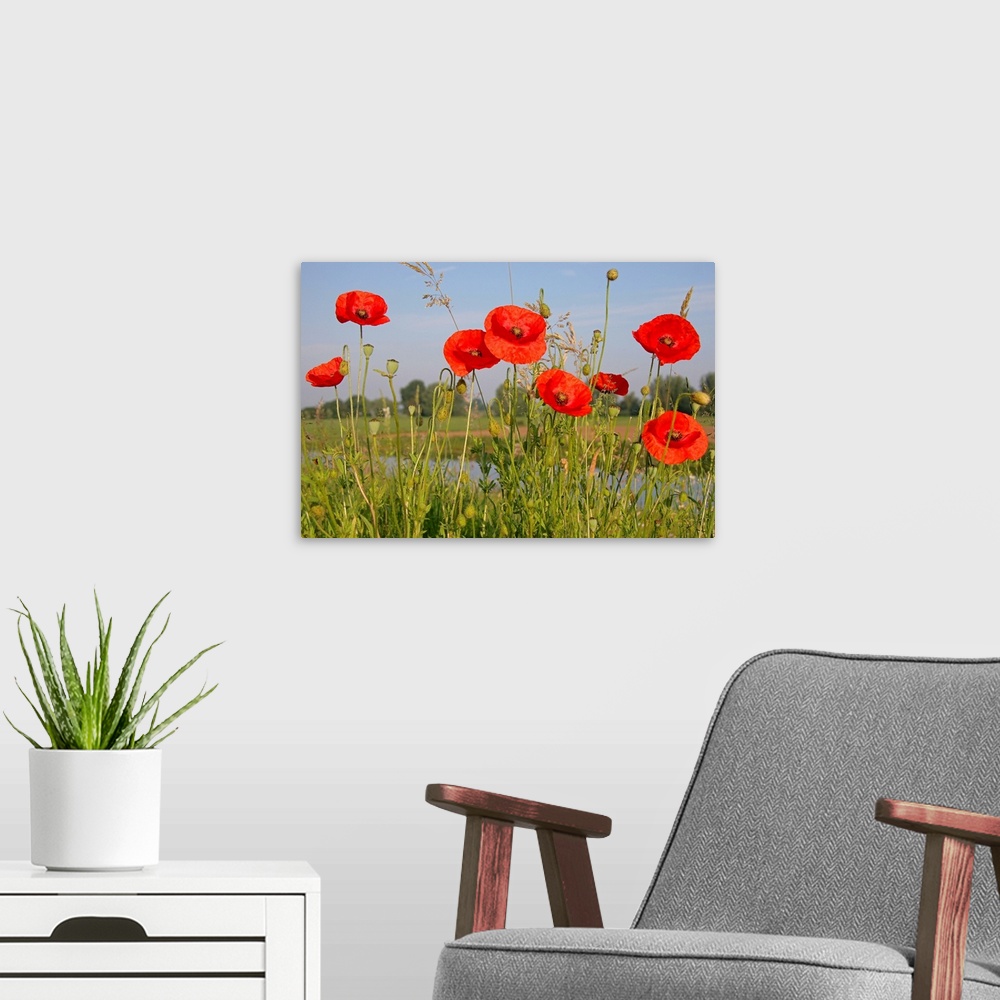 A modern room featuring Red Poppy (Papaver rhoeas) flowering on a dike, Utrecht, Netherlands