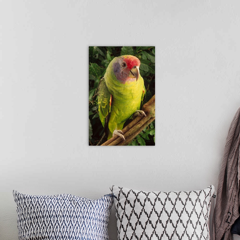 A bohemian room featuring Red-tailed Amazon (Amazona brasiliensis) parrot portrait, vulnerable, Atlantic Forest ecosystem, ...