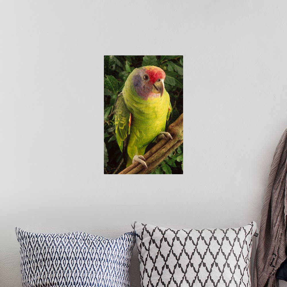 A bohemian room featuring Red-tailed Amazon (Amazona brasiliensis) parrot portrait, vulnerable, Atlantic Forest ecosystem, ...