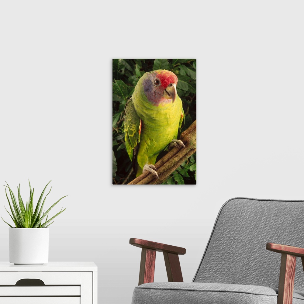 A modern room featuring Red-tailed Amazon (Amazona brasiliensis) parrot portrait, vulnerable, Atlantic Forest ecosystem, ...
