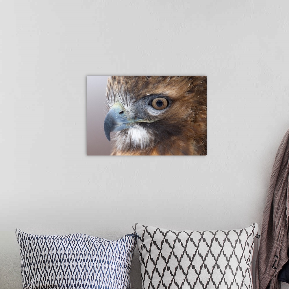 A bohemian room featuring red-tailed hawk (Buteo jamaicensis), headshot, Captive, Howell Nature Center, MI