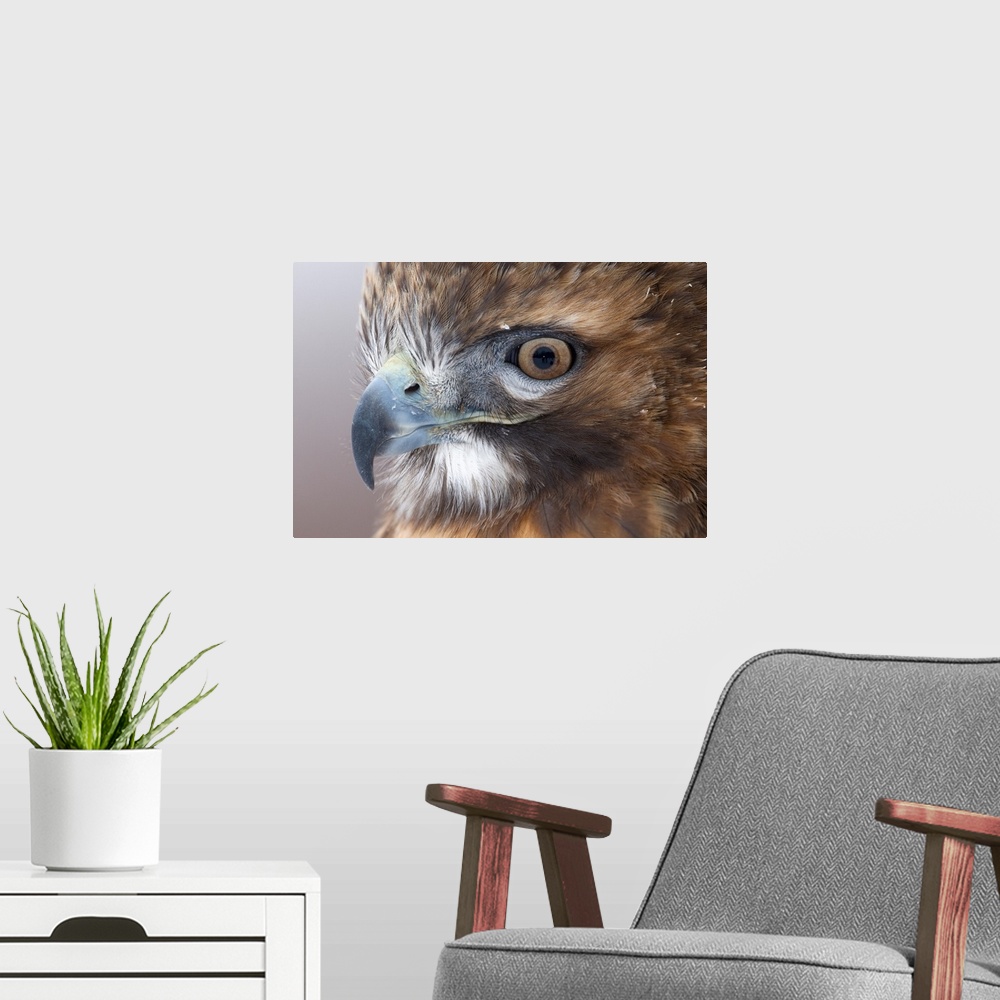 A modern room featuring red-tailed hawk (Buteo jamaicensis), headshot, Captive, Howell Nature Center, MI