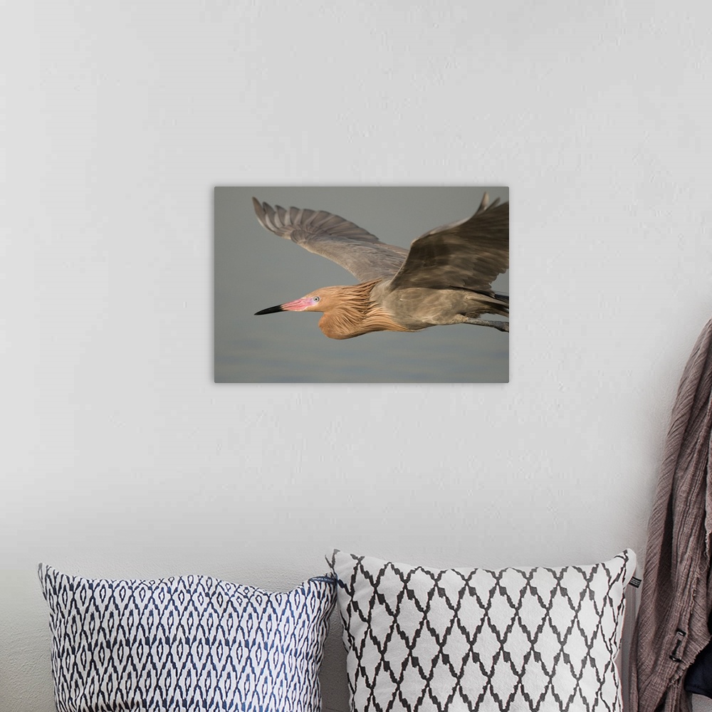 A bohemian room featuring reddish egret (Egretta rufescens), Headshot, Flight, Fort Desoto, Florida