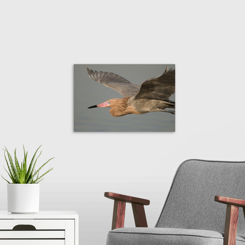 A modern room featuring reddish egret (Egretta rufescens), Headshot, Flight, Fort Desoto, Florida