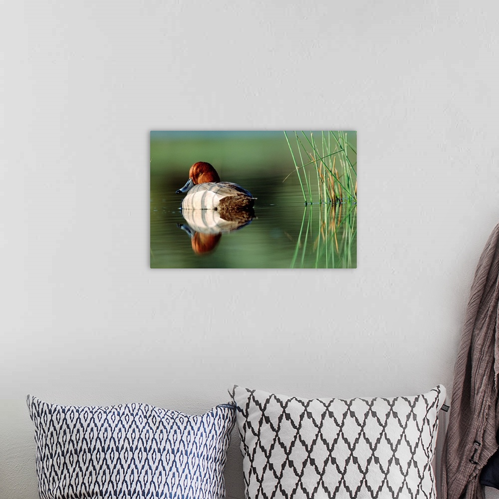 A bohemian room featuring Redhead Duck (Aythya americana) male with reflection near reeds, Washington