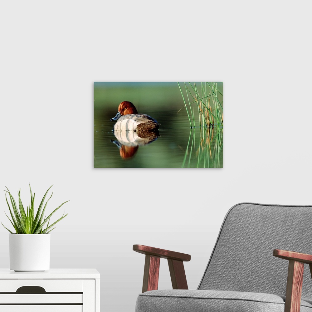 A modern room featuring Redhead Duck (Aythya americana) male with reflection near reeds, Washington