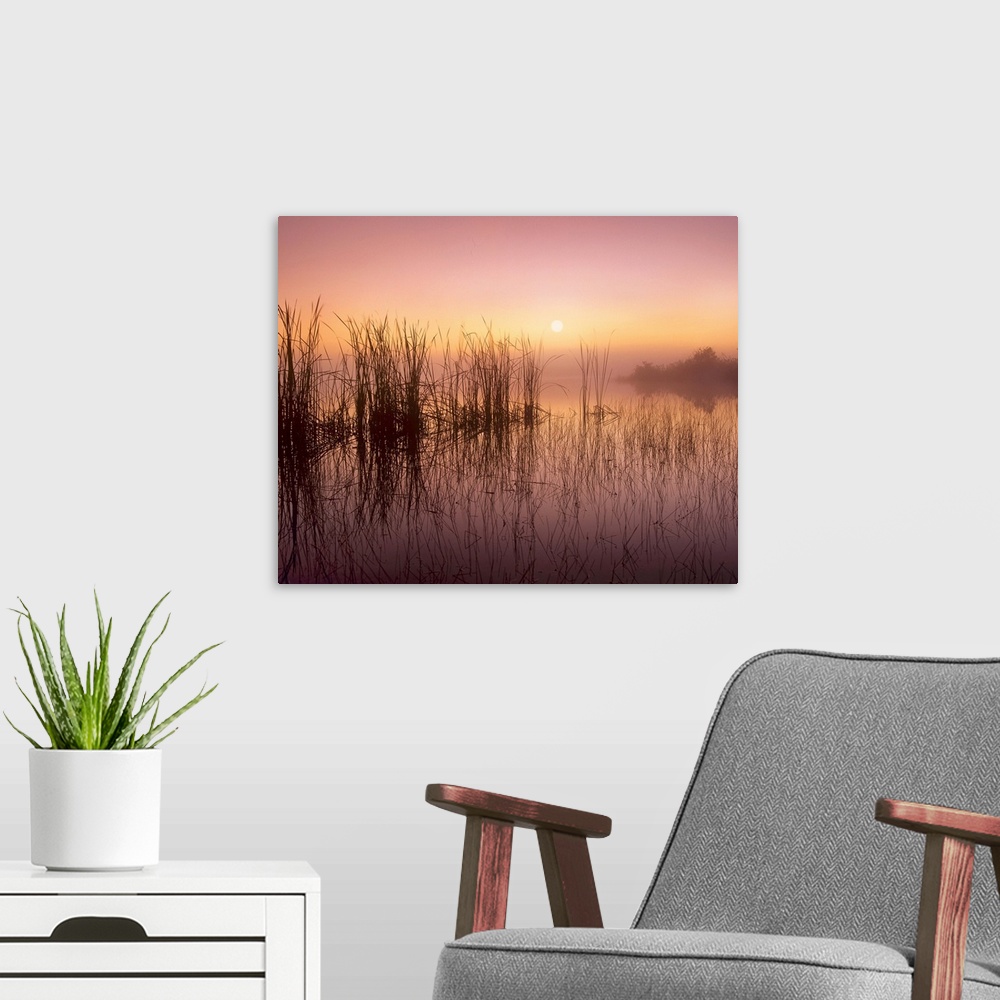 A modern room featuring Reeds reflected in Sweet Bay Pond at sunrise, Everglades National Park, Florida