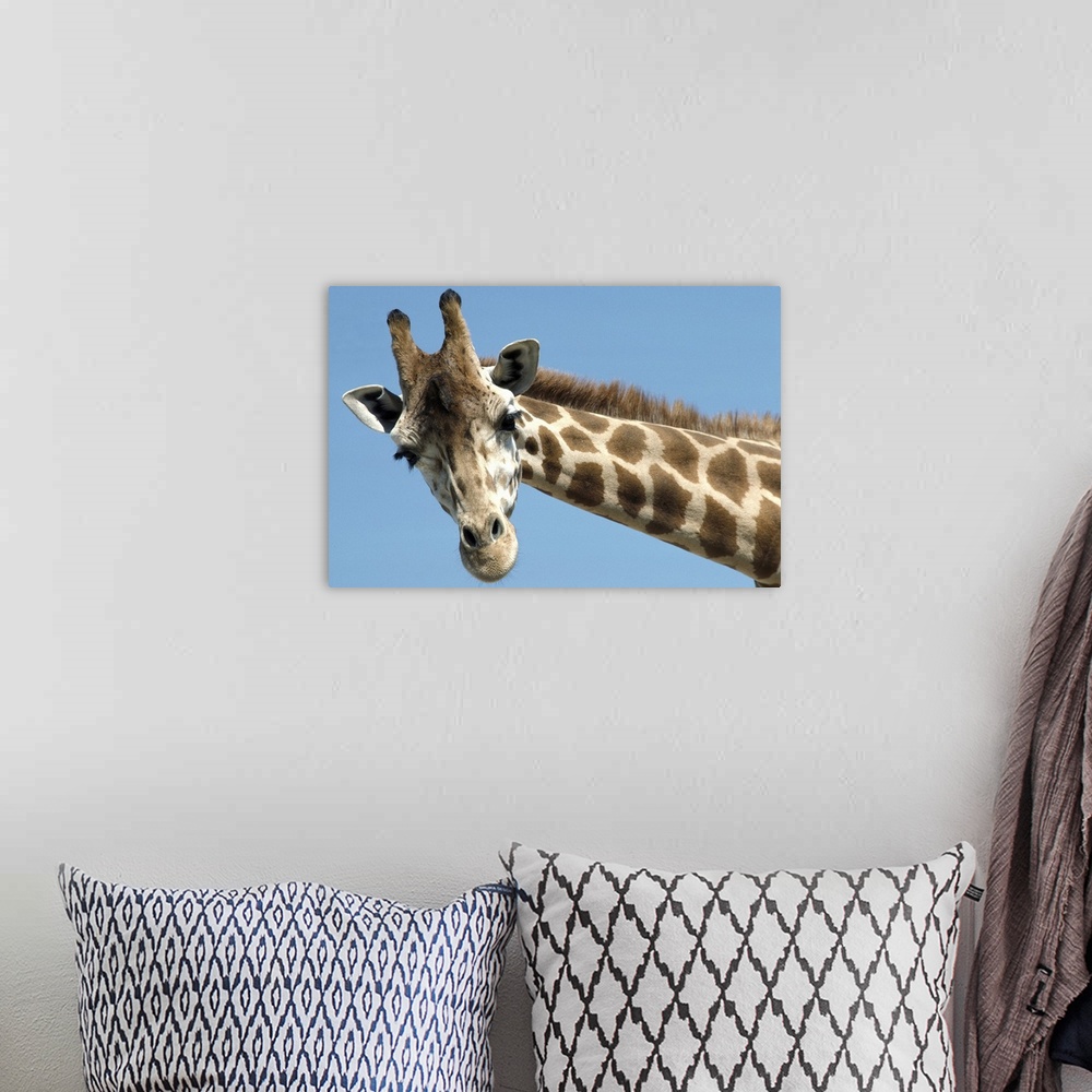 A bohemian room featuring Reticulated Giraffe (Giraffa camelopardalis reticulata) portrait, native to Africa