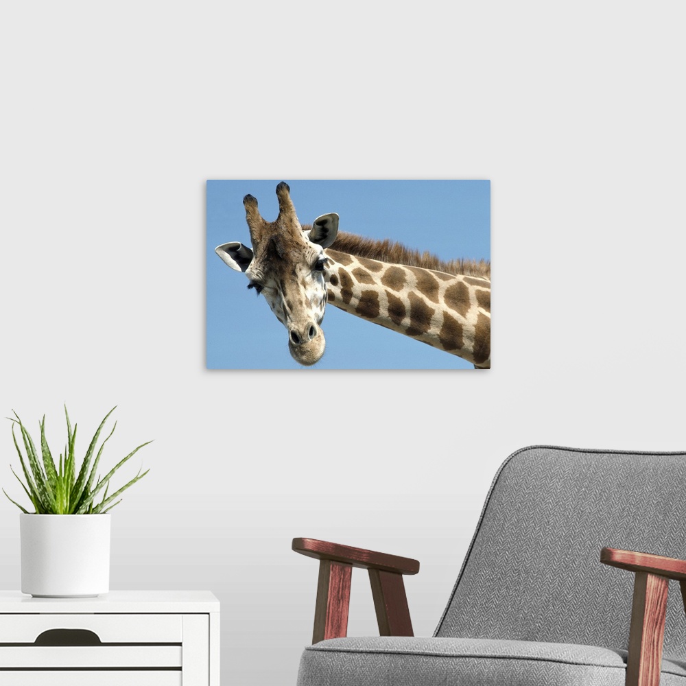 A modern room featuring Reticulated Giraffe (Giraffa camelopardalis reticulata) portrait, native to Africa