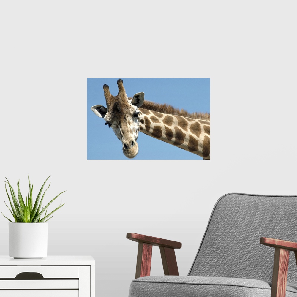 A modern room featuring Reticulated Giraffe (Giraffa camelopardalis reticulata) portrait, native to Africa