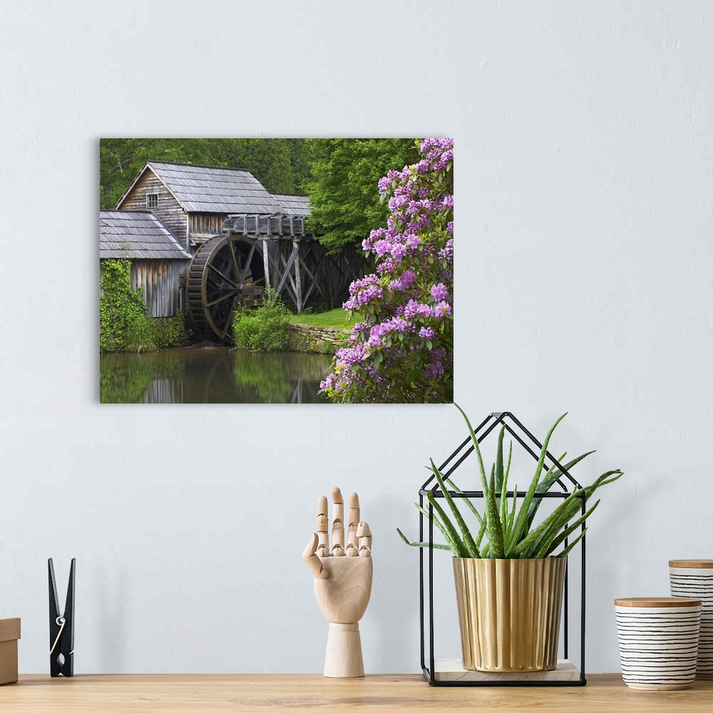 A bohemian room featuring Rhododendron blossoming at Mabry Mill, Blue Ridge Parkway, Virginia