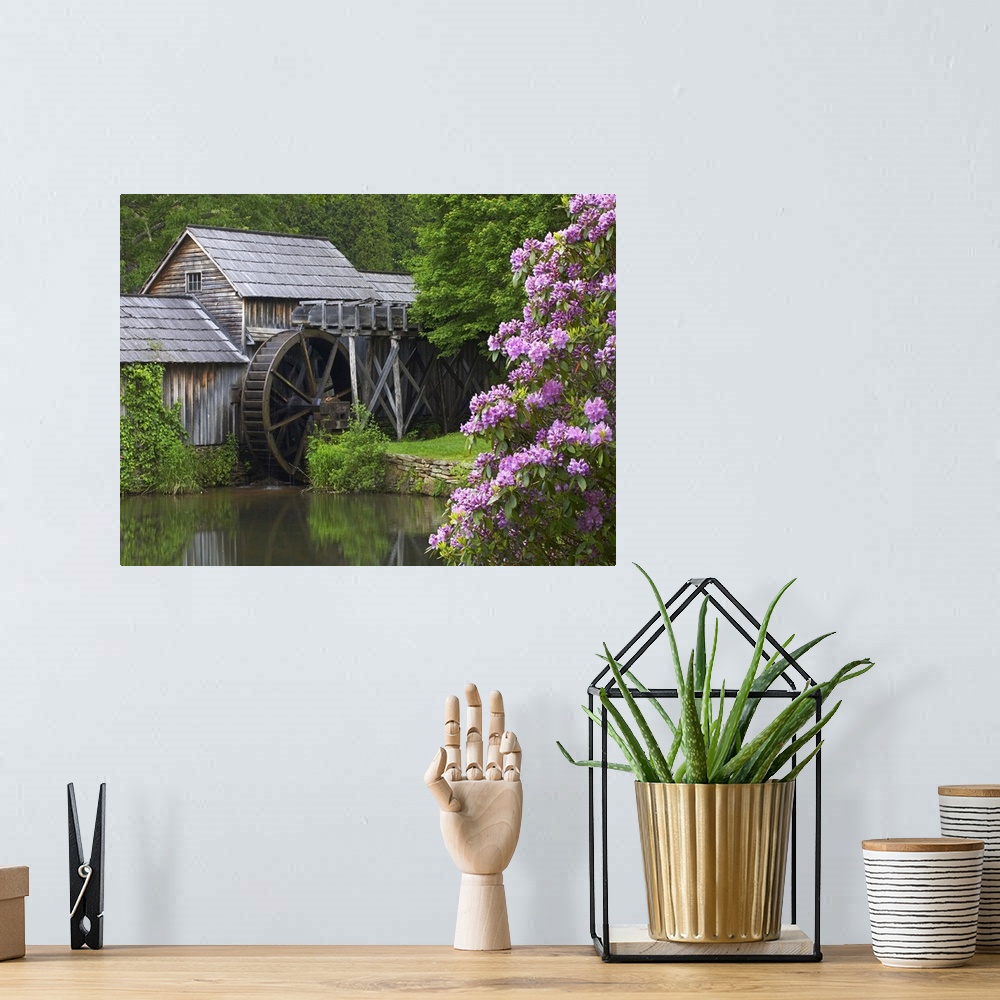 A bohemian room featuring Rhododendron blossoming at Mabry Mill, Blue Ridge Parkway, Virginia