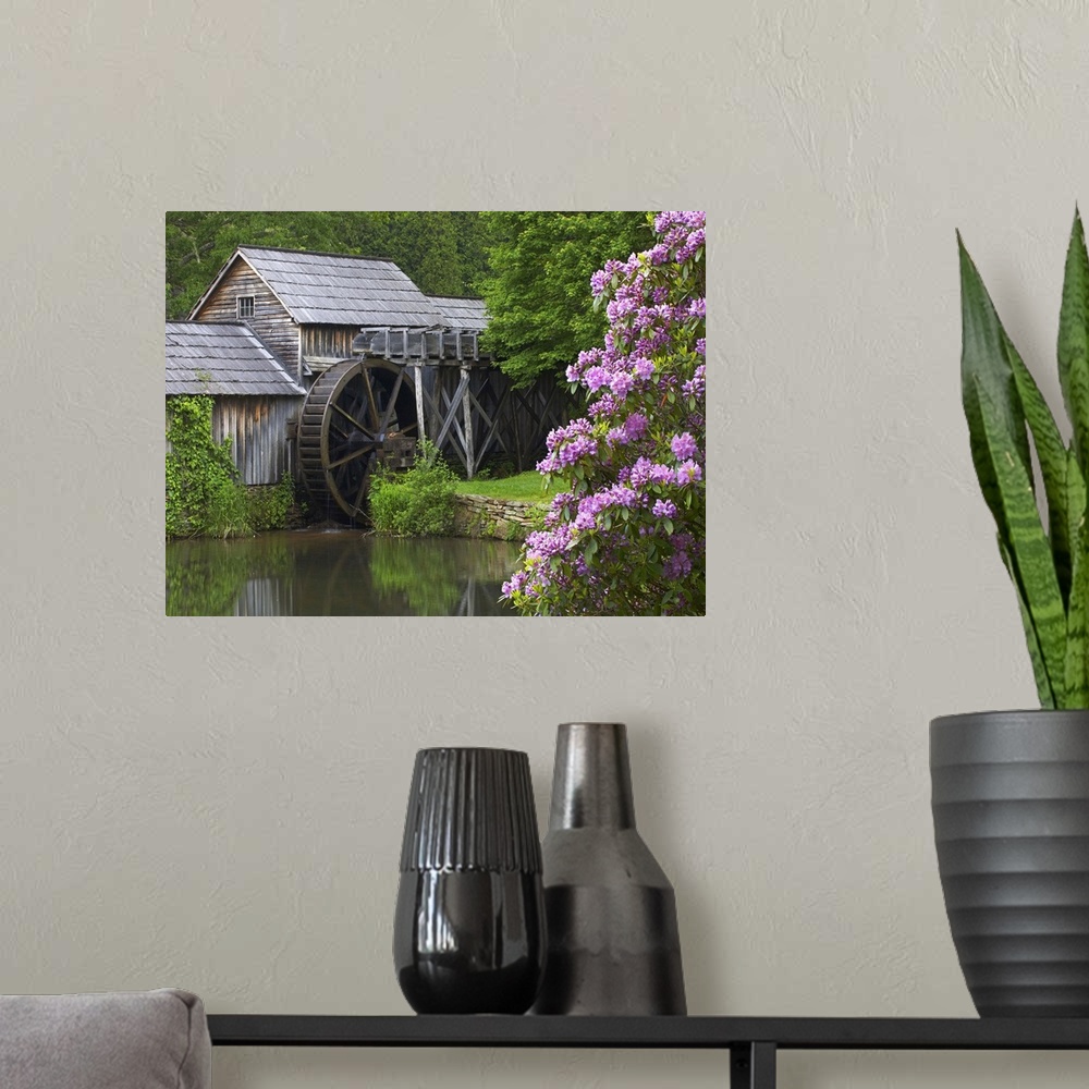 A modern room featuring Rhododendron blossoming at Mabry Mill, Blue Ridge Parkway, Virginia