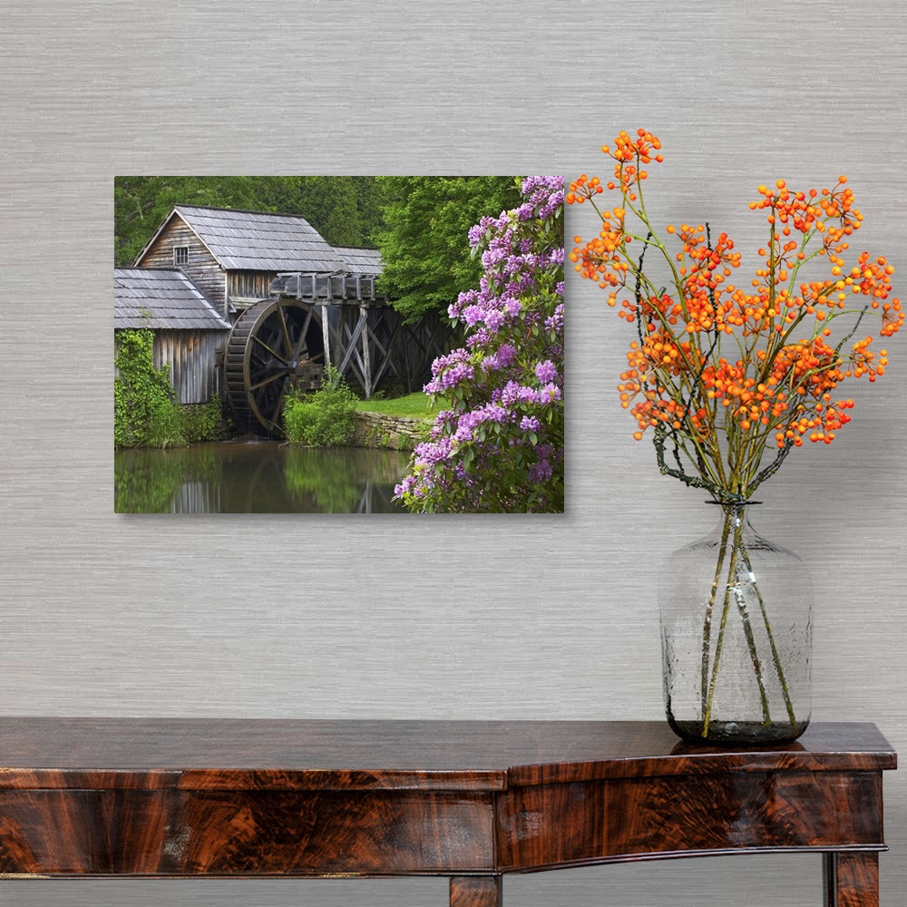 A traditional room featuring Rhododendron blossoming at Mabry Mill, Blue Ridge Parkway, Virginia