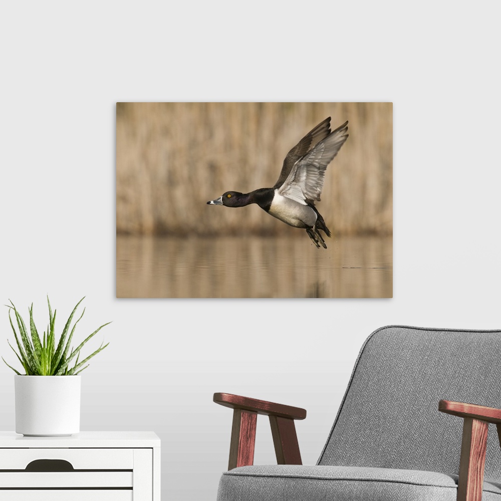 A modern room featuring ring-necked duck (Aythya collaris),Flight,  Male, Island Lake State Recreation Area, MI