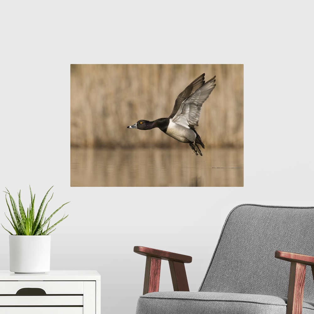 A modern room featuring ring-necked duck (Aythya collaris),Flight,  Male, Island Lake State Recreation Area, MI
