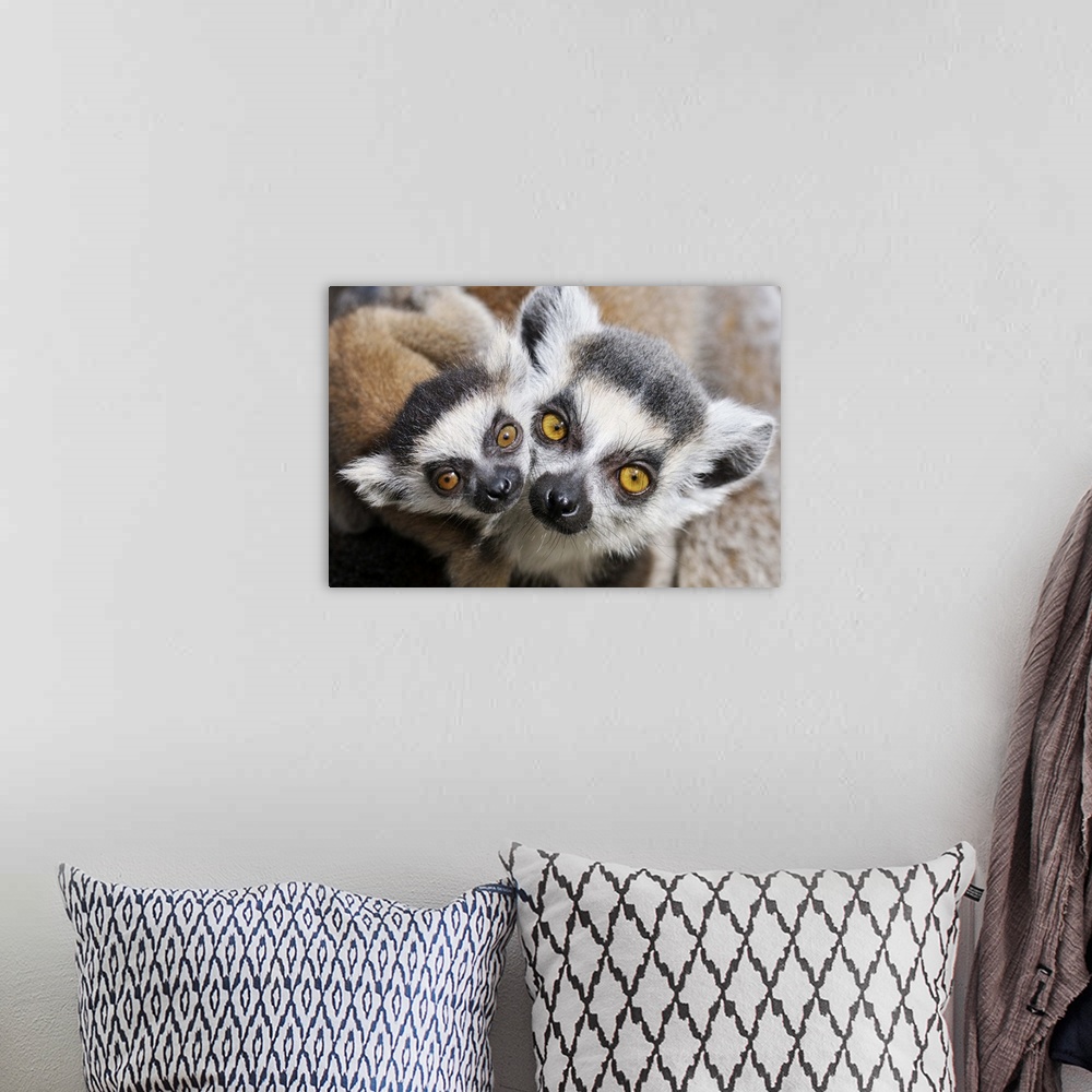 A bohemian room featuring Ring-tailed Lemur (Lemur catta), portrait of adult with young.