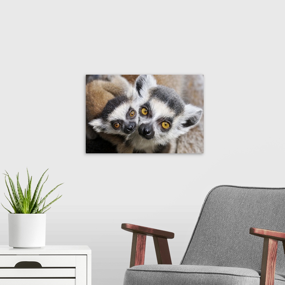 A modern room featuring Ring-tailed Lemur (Lemur catta), portrait of adult with young.