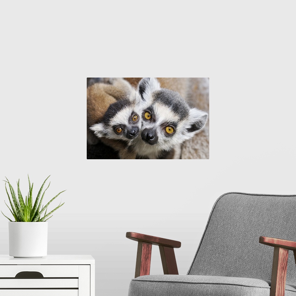 A modern room featuring Ring-tailed Lemur (Lemur catta), portrait of adult with young.
