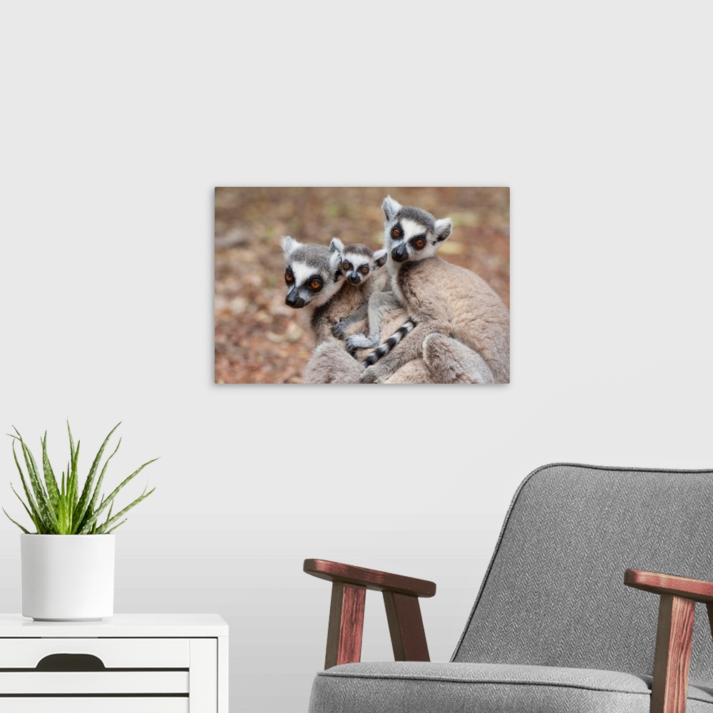 A modern room featuring Ring-tailed Lemur.Lemur catta.Mother and two-week-old baby huddling with other female.Berenty Pri...