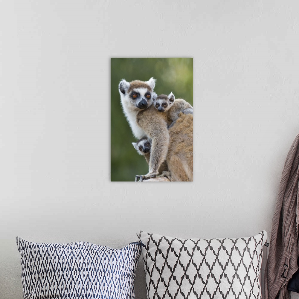 A bohemian room featuring Ring-tailed Lemur.Lemur catta.Mother and 1-2 week old twins.Berenty Private Reserve, Madagascar.*...