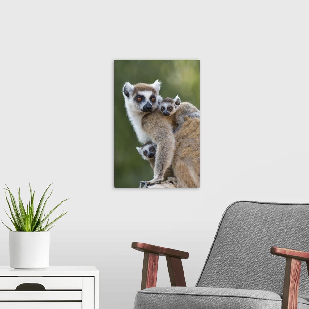 A modern room featuring Ring-tailed Lemur.Lemur catta.Mother and 1-2 week old twins.Berenty Private Reserve, Madagascar.*...