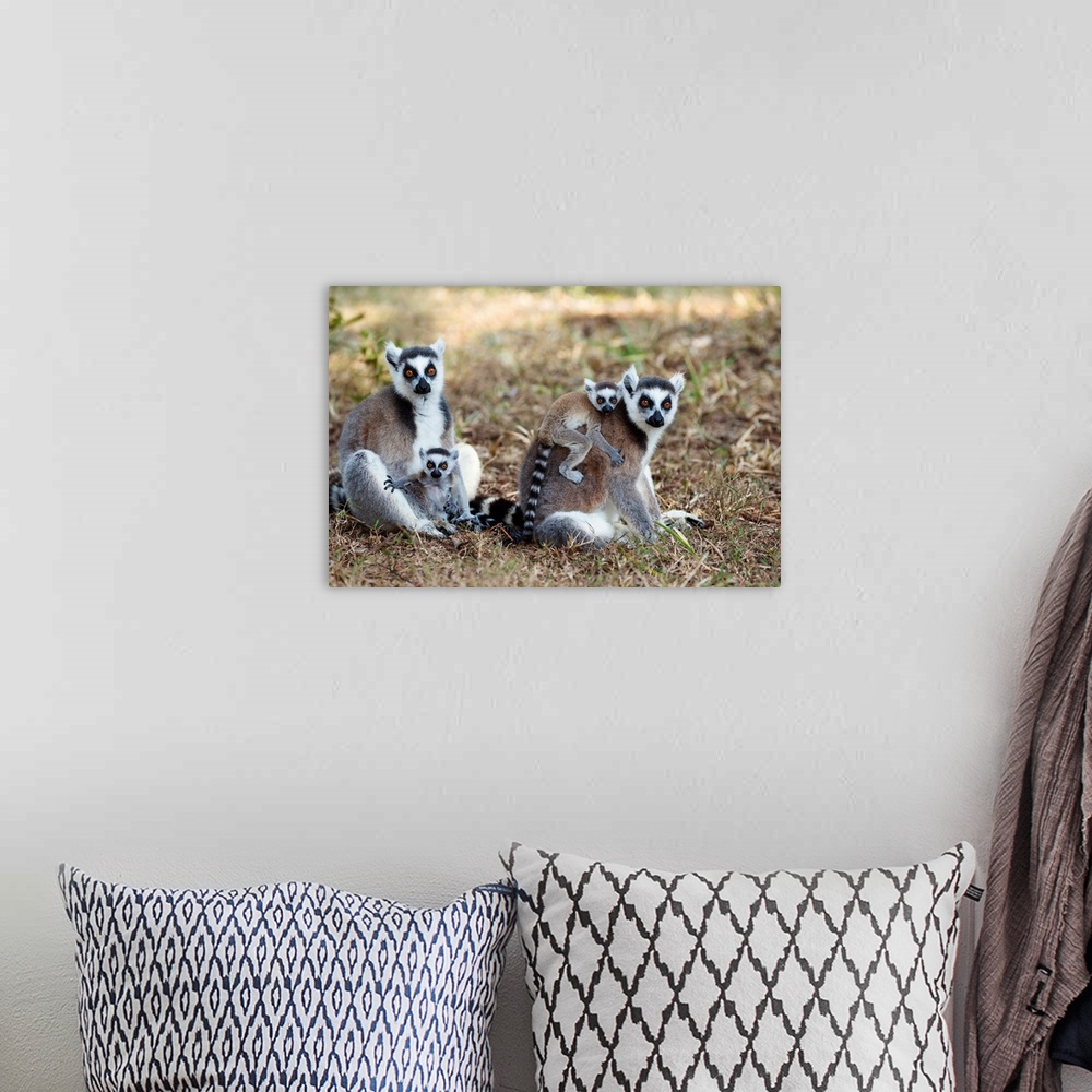 A bohemian room featuring Kattas mit Babies, Lemur catta, Nahampoana Reservat, S..d-Madagaskar, Afrika / Ringtailed Lemurs ...