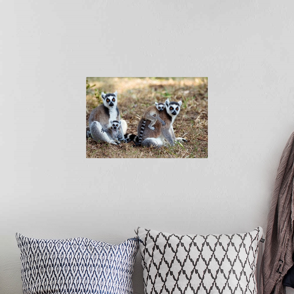 A bohemian room featuring Kattas mit Babies, Lemur catta, Nahampoana Reservat, S..d-Madagaskar, Afrika / Ringtailed Lemurs ...
