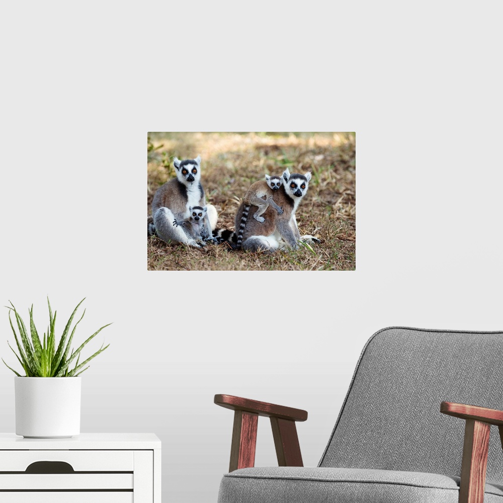 A modern room featuring Kattas mit Babies, Lemur catta, Nahampoana Reservat, S..d-Madagaskar, Afrika / Ringtailed Lemurs ...