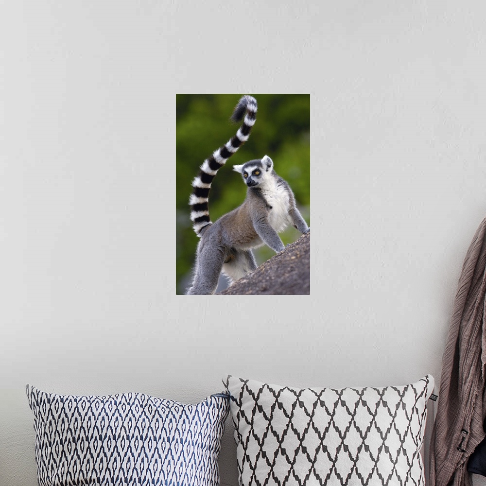 A bohemian room featuring Ring-tailed Lemur (Lemur catta) portrait on rocks in the Andringitra Mountains, vulnerable, south...