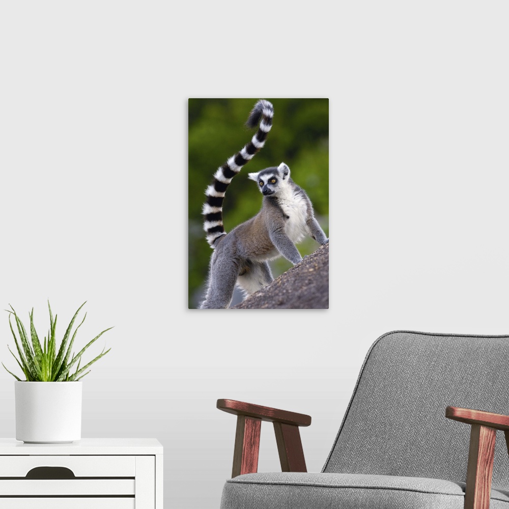 A modern room featuring Ring-tailed Lemur (Lemur catta) portrait on rocks in the Andringitra Mountains, vulnerable, south...