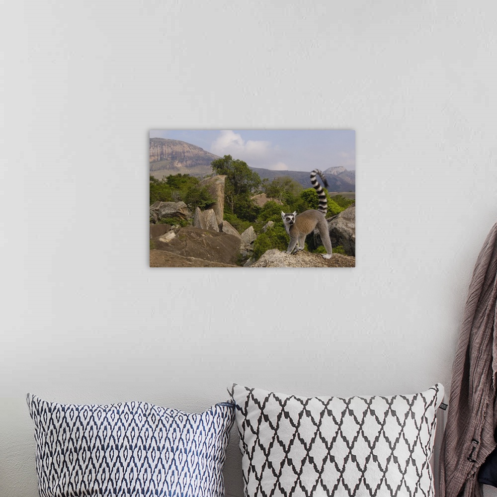 A bohemian room featuring Ring-tailed Lemur (Lemur catta) portrait on rocks overlooking the Andringitra Mountains, vulnerab...