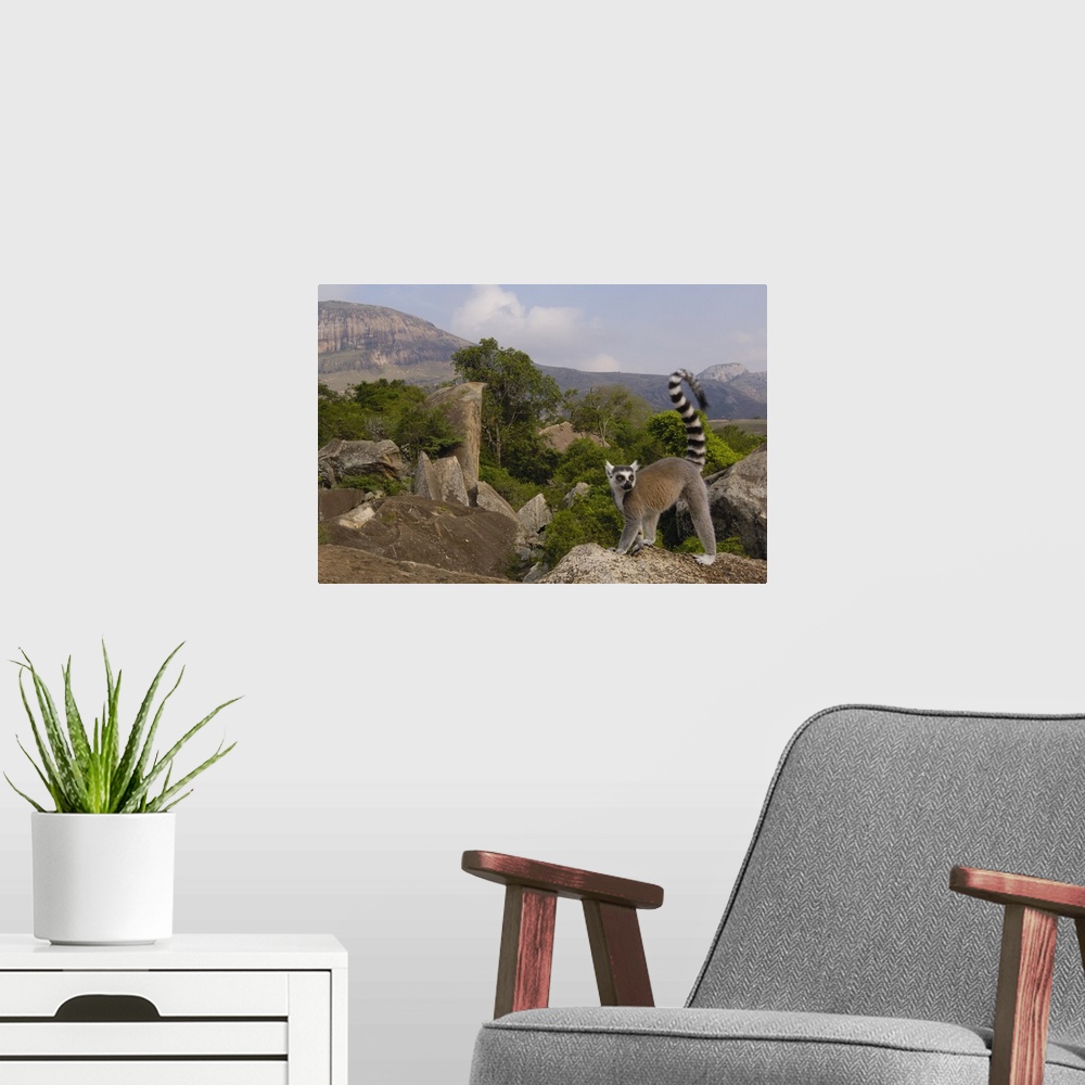 A modern room featuring Ring-tailed Lemur (Lemur catta) portrait on rocks overlooking the Andringitra Mountains, vulnerab...