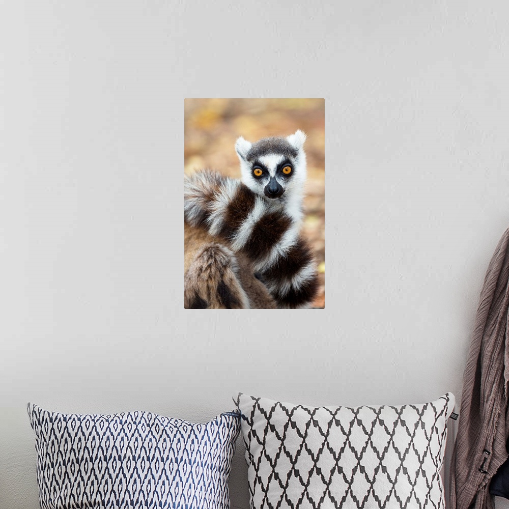 A bohemian room featuring Katta, Lemur catta, Berenty Reservat, S..d-Madagaskar, Afrika / Ringtailed Lemur in tree, Lemur c...