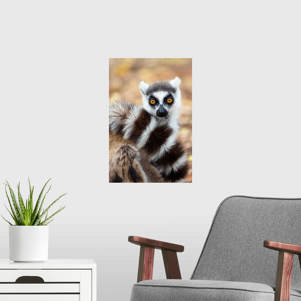 A modern room featuring Katta, Lemur catta, Berenty Reservat, S..d-Madagaskar, Afrika / Ringtailed Lemur in tree, Lemur c...