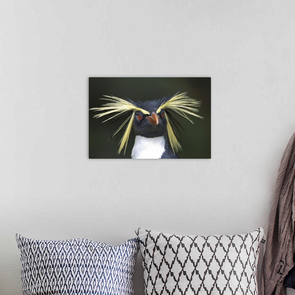 A bohemian room featuring Rockhopper Penguin (Eudyptes chrysocome) portrait, Gough Island, South Atlantic