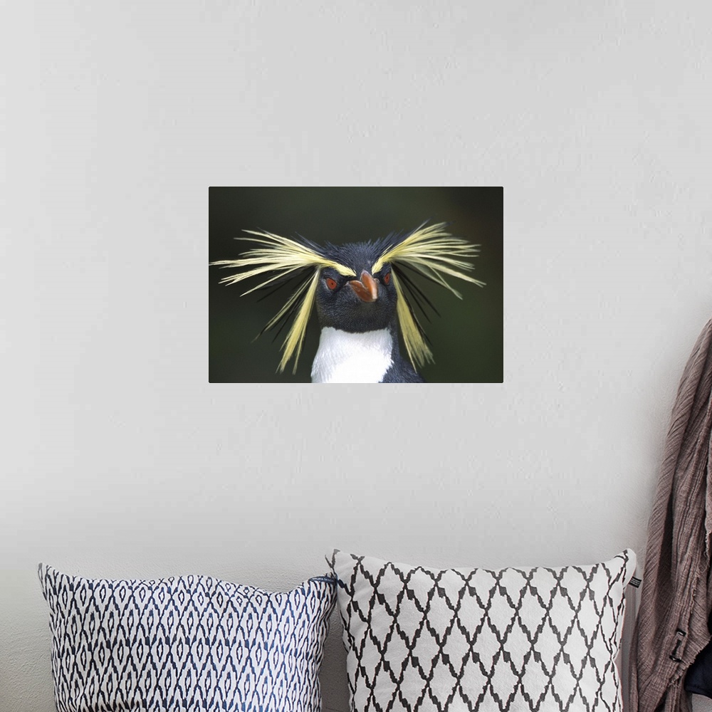A bohemian room featuring Rockhopper Penguin (Eudyptes chrysocome) portrait, Gough Island, South Atlantic