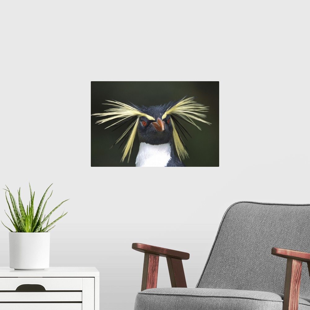 A modern room featuring Rockhopper Penguin (Eudyptes chrysocome) portrait, Gough Island, South Atlantic