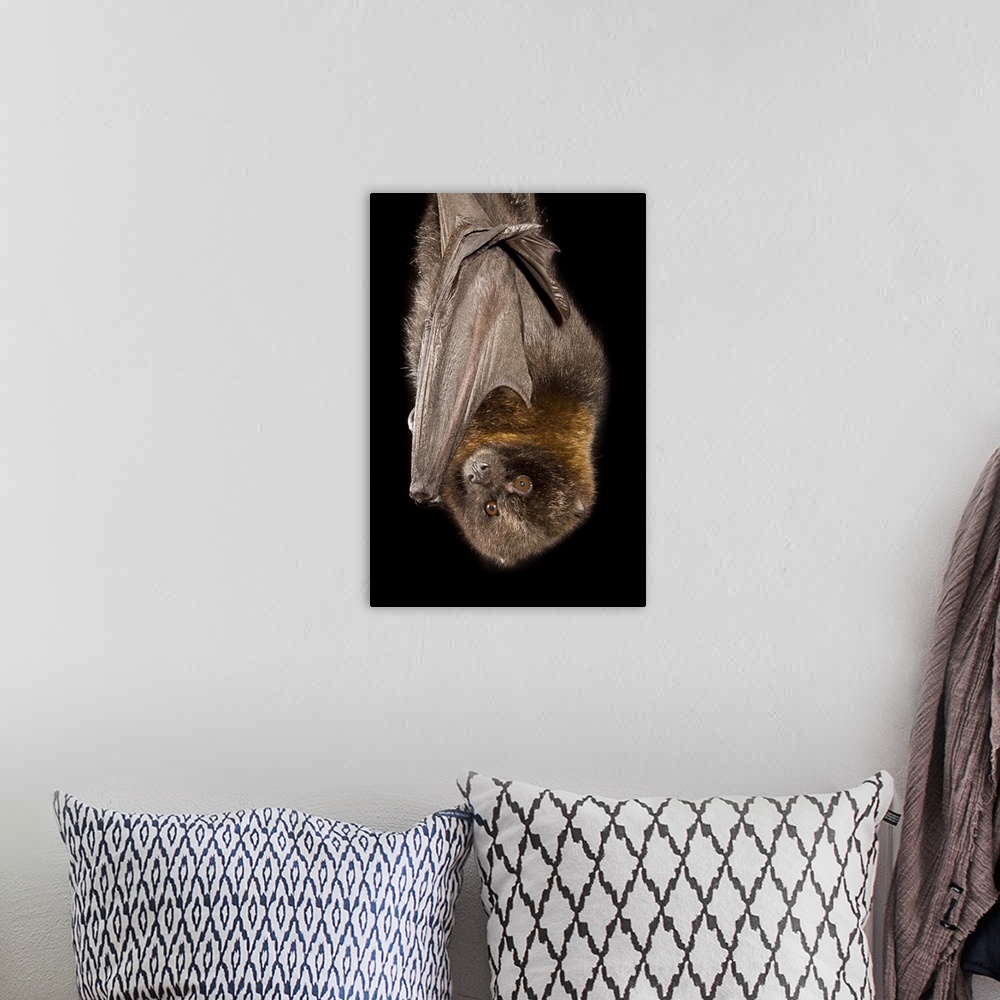 A bohemian room featuring A Rodrigues Fruit Bat (Pteropus rodricensis). Captive.