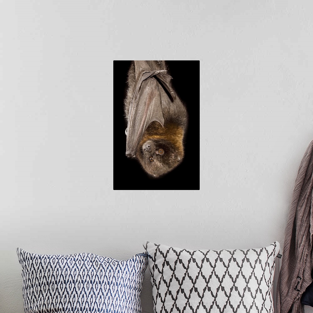 A bohemian room featuring A Rodrigues Fruit Bat (Pteropus rodricensis). Captive.