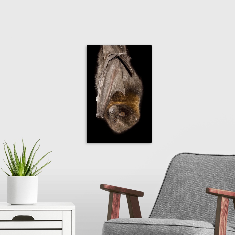 A modern room featuring A Rodrigues Fruit Bat (Pteropus rodricensis). Captive.