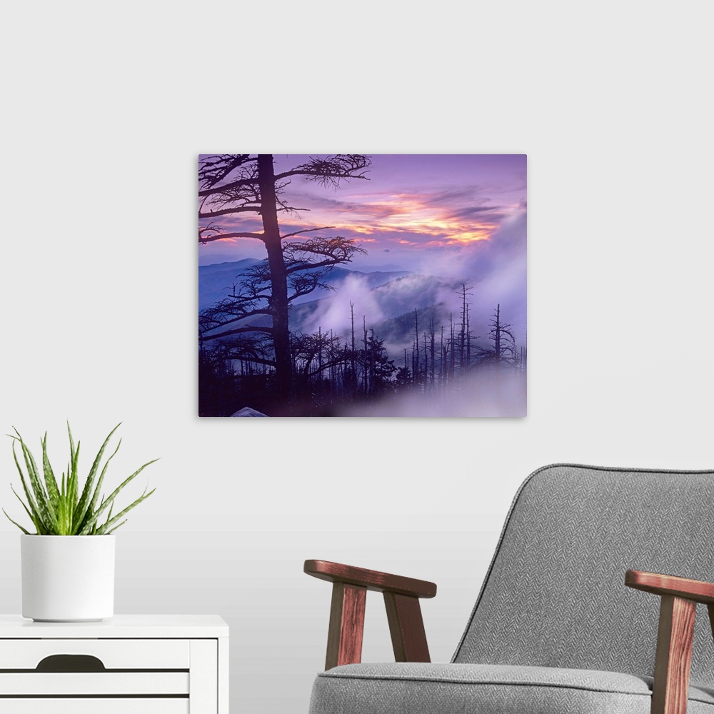 A modern room featuring Rolling fog on Clingman's Dome, Great Smoky Mountains National Park, Tennessee