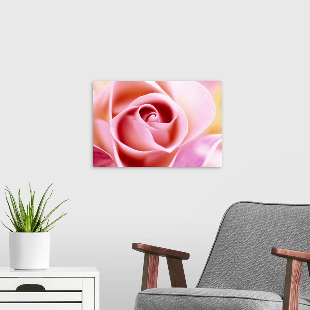 A modern room featuring Macro photograph of a rose, horizontal wall art for the living room or office.