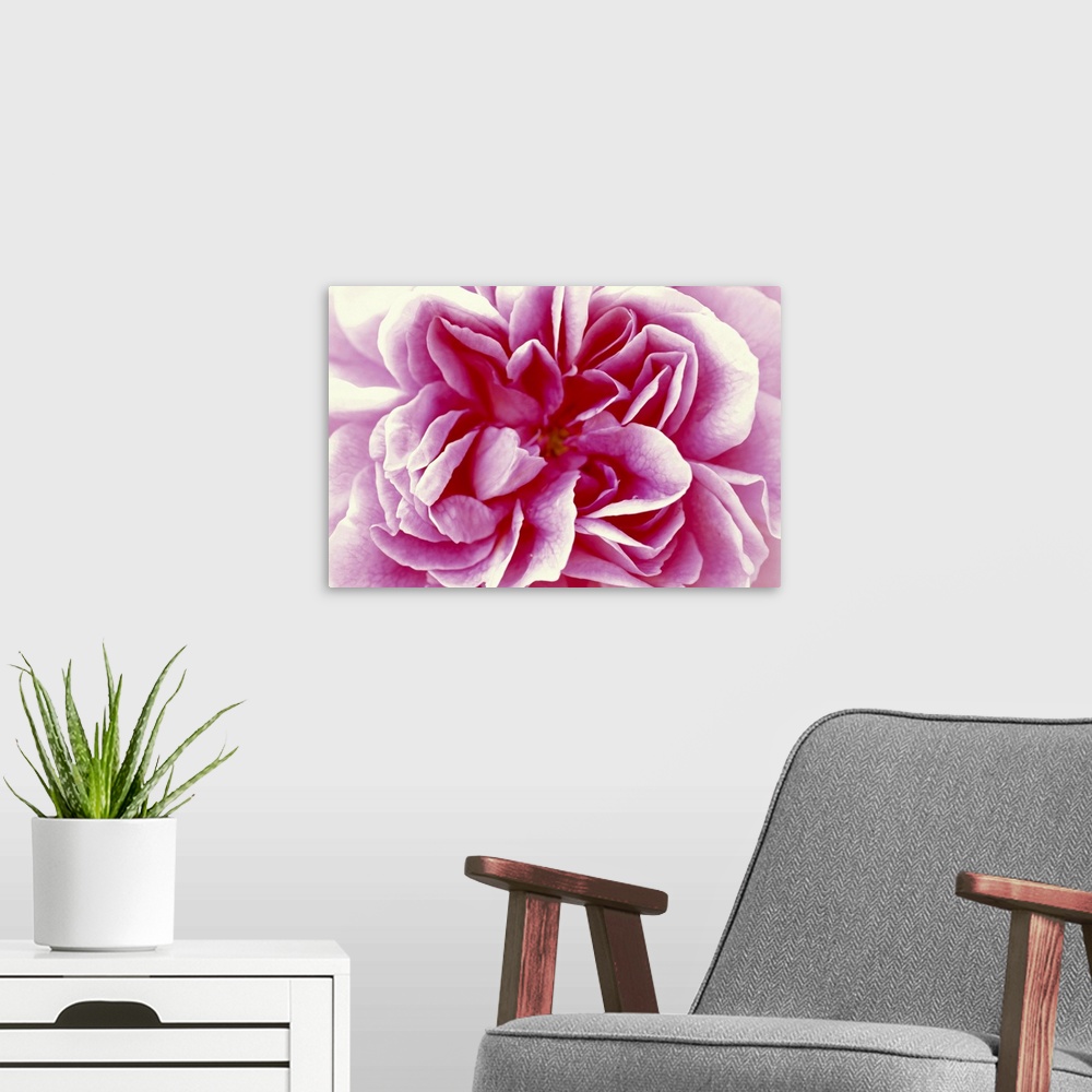 A modern room featuring Macro shot of a blooming rose. The edges of its petals are brightened by the sunlight while its c...