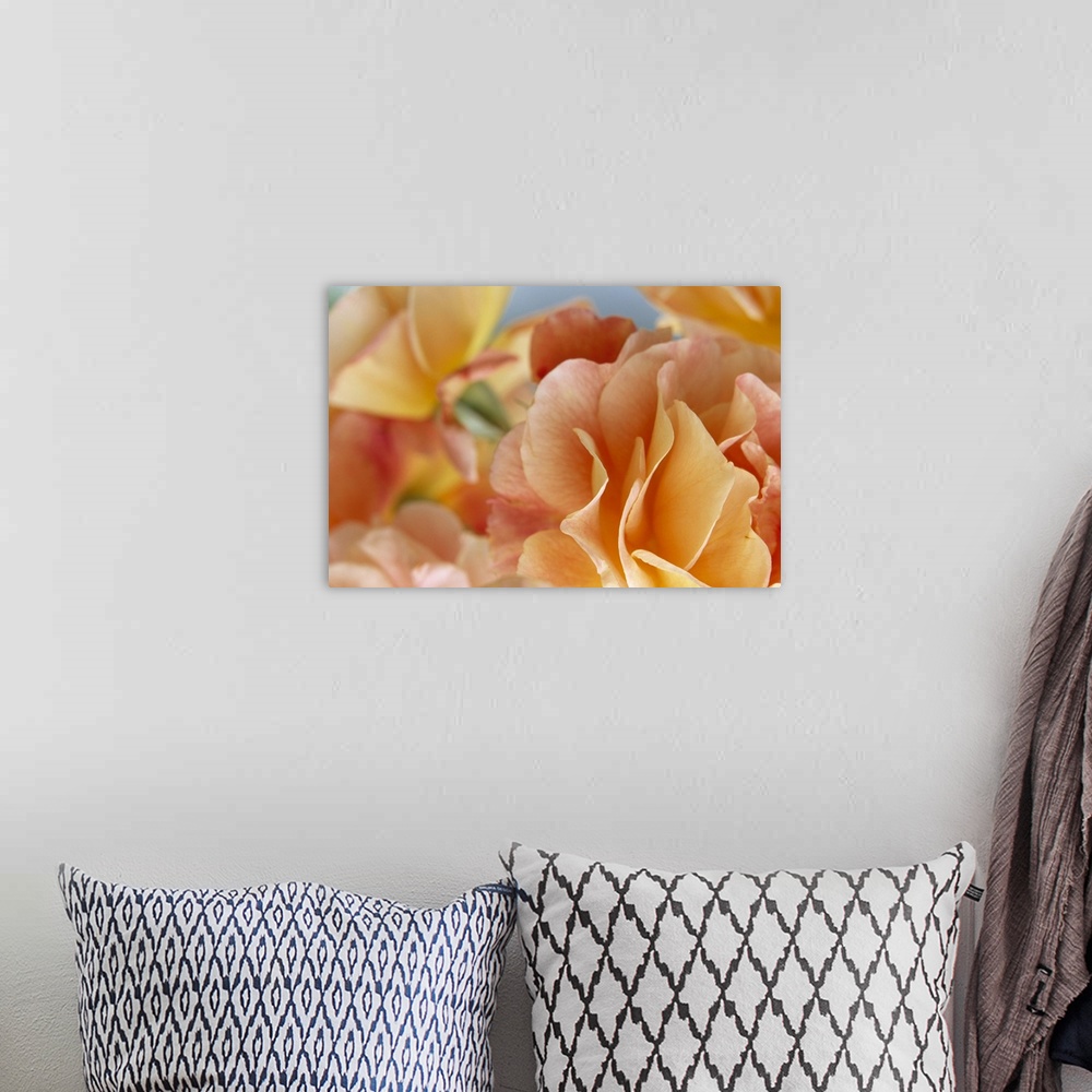 A bohemian room featuring A closely taken photograph of a rose with more roses in the background that are out of focus.