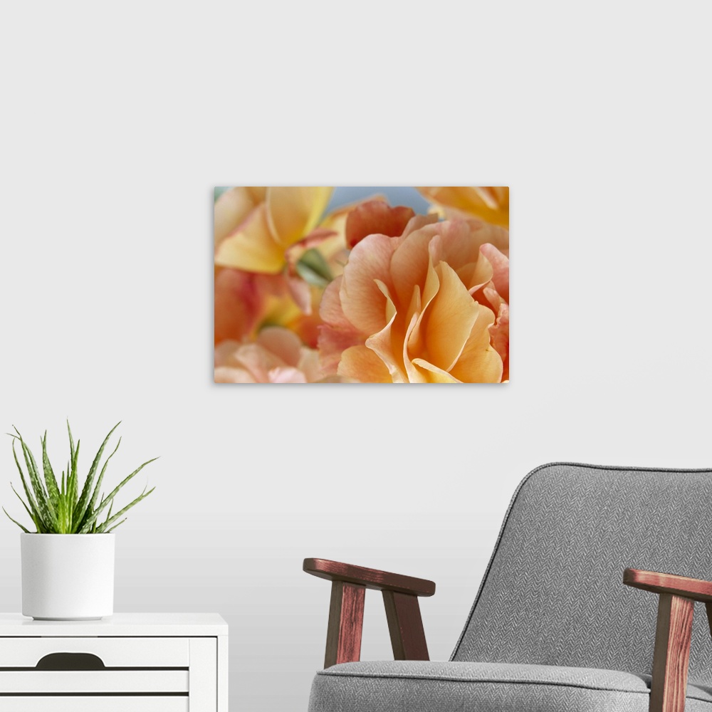 A modern room featuring A closely taken photograph of a rose with more roses in the background that are out of focus.