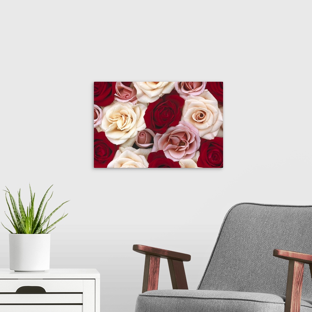 A modern room featuring Different colored roses are photographed bunched together with most of them open and some still b...